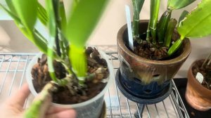 Часть 1. ОрхоУчет. Каттлеи. Природные каттлеи и гибриды. Брассаволы. Пишите какие из них есть у вас