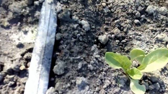 Чего редиска не любит: 4 ошибки при пасадке и одна хитрость. Как угодить редиске чтобы крупная