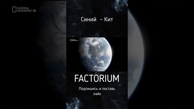 Синий кит - самое большое современное животное