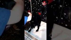 Роды Лабрадора 1 часть