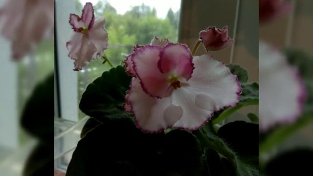 Лучшие сорта фиалок!!! ЛЕ- Мон Сен Мишель. Фотообзор. смотреть онлайн