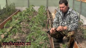 Когда и чем подкормить томаты после высадки рассады
