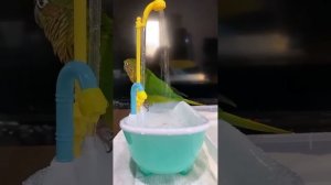 Ванночка для попугаев)