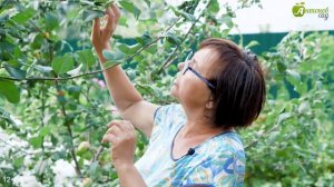 Почему трескается кора на плодовых деревьях