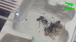 Обзор и содержание Paraponera clavata (Муравей-Пуля)