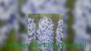 Гиацинт Blue Eyes (Гиацинт Блю Айз)