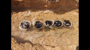 Мидии азовского моря