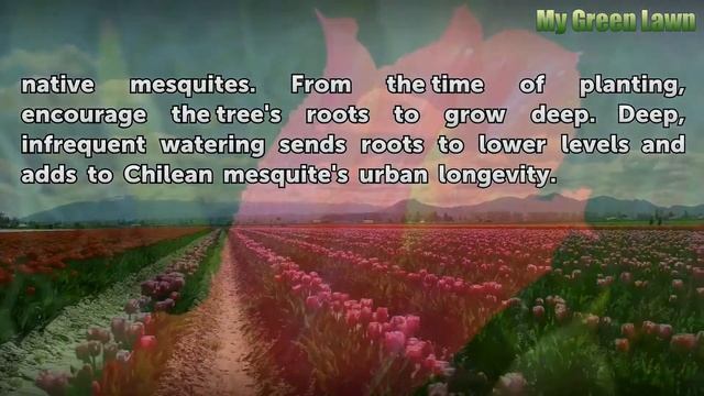 Facts About the Chilean Mesquite Tree смотреть онлайн