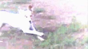 Похождения Гамильтона: Случай на лужайке. Серия первая