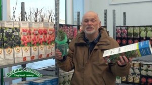 Выращивание брусники на участке, новые крупноплодные сорта брусники