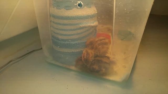 Две телогрейки во сне)Эксперимент по выведению перепелов в инкубаторе на батарее смотреть онлайн