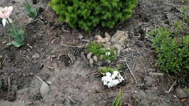 Флокс шиловидный! Моя Коллекция! смотреть онлайн