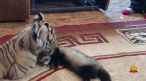 Знаменитый тигр Амур: судьба хищника под угрозой (Центр Правовой Поддержки)