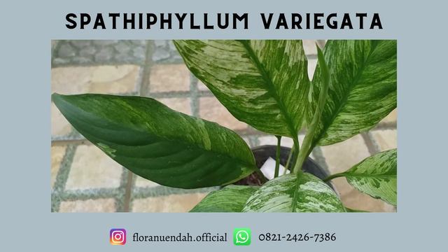 TANAMAN UNIK, Spathiphyllum Variegata Floranuendah Bogor, WA 0821-2426-7386