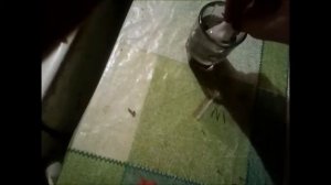 проращивание гладиолусов из семян