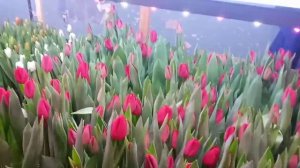 Выгонка тюльпанов к 8 МАРТА .Срезка тюльпанов .