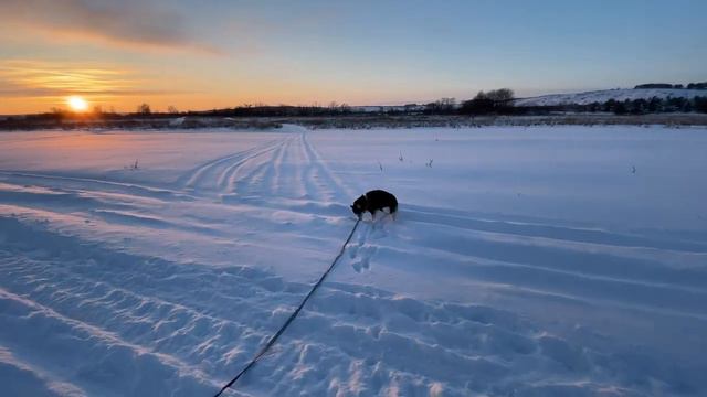 Прекрасное время года// Собака нашла мышь??? смотреть онлайн