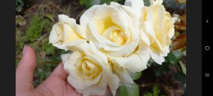 Розы - первогодки из питомника "Роза - Кубань" ч.2