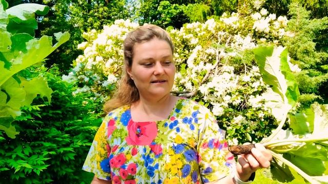 Целебные свойства Лопуха/ Уникальный Лопух