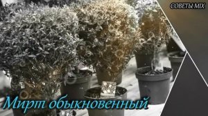 Как избавиться от комаров и мух с помощью этих необычных растений