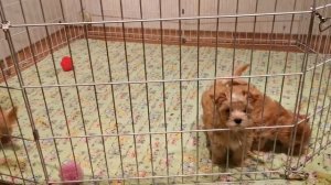 Голддаст йорки - золотые йорки