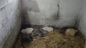 Какой срок  у племенных самок нутрии!
