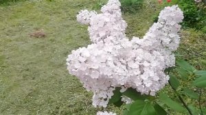 Сирень сорт "Мэйденс Бланш"