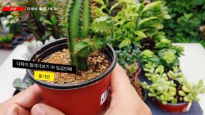 다육 한판 돋보기 2 🌹 see succulent plant 💞 Ver plantas suculentas