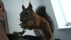 Любимая еда всех белок./ Favorite food of all squirrels.