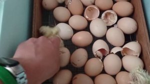 Вывод бройлера кобб 500 Чехия