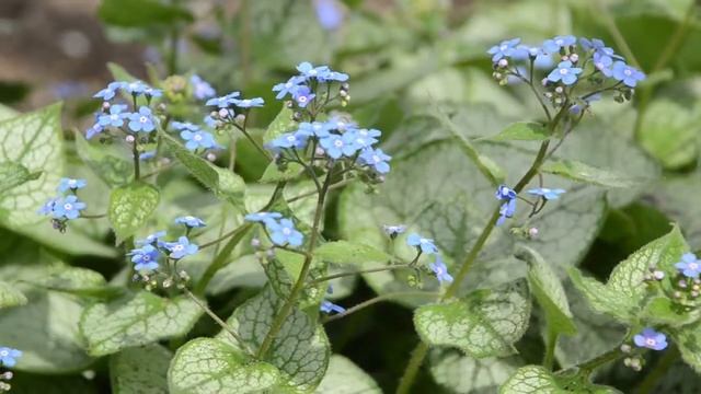 Jack Frost Brunnera | Walters Gardens смотреть онлайн