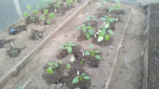Используем площади теплиц на максимум// Реализация свежей продукции// Секреты Хороших Урожаев