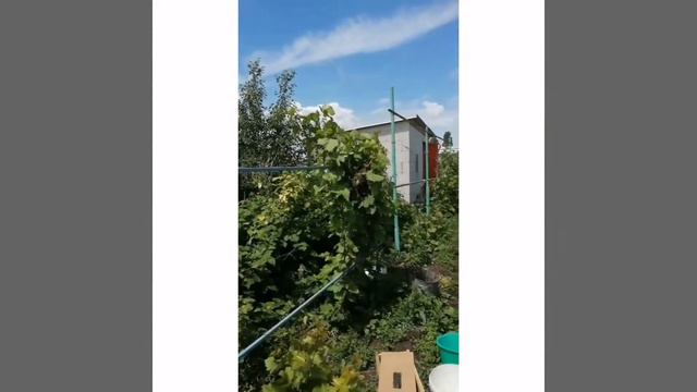 Пчелы зароились что делать? смотреть онлайн