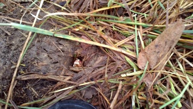 Посадка чеснока в дерн.Вторая попытка. смотреть онлайн