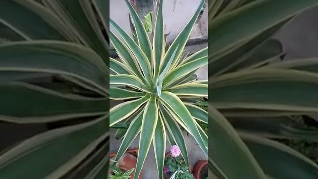 AGAVE PLANT