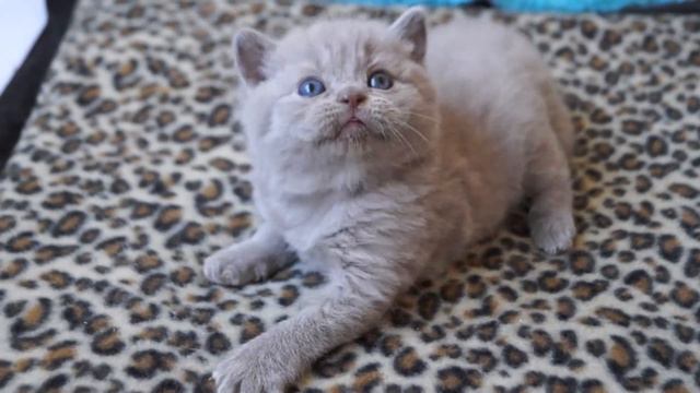 27 days after birth. MIA