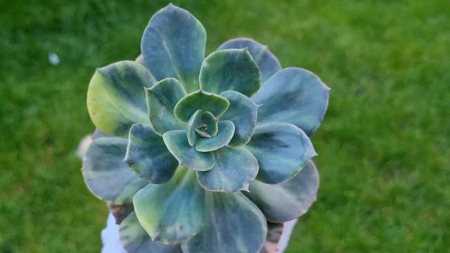 Echeveria Blue Metal variegated смотреть онлайн