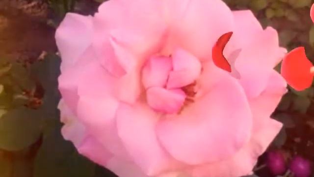 Бабушкины цветочки смотреть онлайн