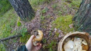 Море белого груздя! Собираем корзинами в июле! Лучший гриб для засолки!