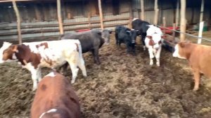 Бычки на вольном откорме спустя 1,5 месяца, купил ещё двух бычков