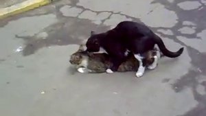 Коты делают это