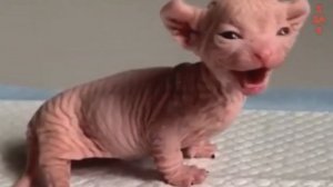 Эта Новая Редкая Порода Кошек, Имеет Самые Невероятные Уши