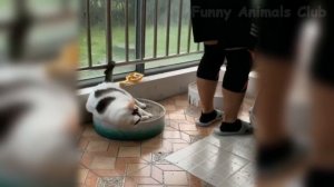 These Funny Pets Will Make You Laugh All Day Long ?