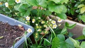 Клубника в горшках, strawberry in pots