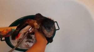 Ежедневные вечерние процедуры маленькой домашней обезьянки Алексы.