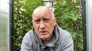 Виноград Зилга Двуликий Янус
