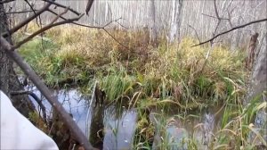 Как Выдра плывёт в речке Масловке.