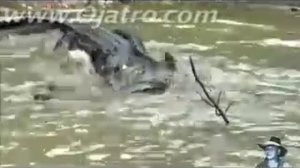 Змея против крокодила #python vs alligator - real fight
