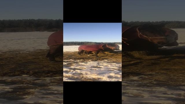 VID_20240218_163809.mp4