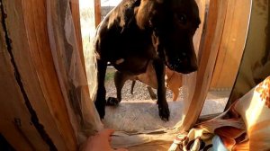 СПЛОШНОЙ ПОЗИТИВ ОТ БАНДЫ ПИТБУЛИ DRAGON LIVE !!! Котенок атакует Легенду!!!) Питбуль Багира прыжок